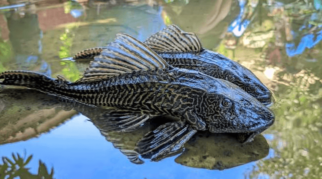 Ikan Sapu-Sapu Ancam Ekosistem Sungai Jakarta, Ini Dampaknya