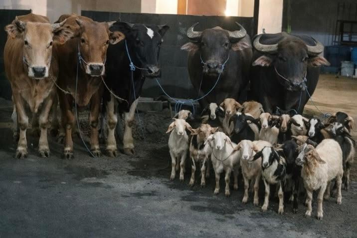 Hari Idul Adha, Makna dan Hikmah Ibadah Kurban