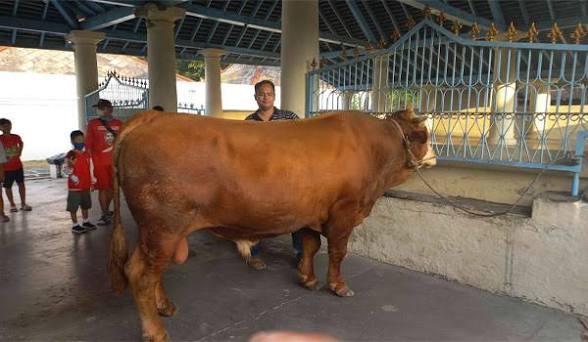 Presiden Prabowo Siapkan 25 Sapi Kurban Raksasa untuk Sulsel, Bobot Minimal 1 Ton