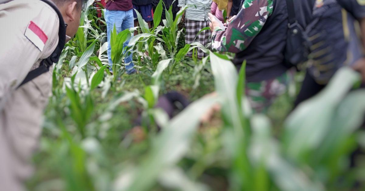 Pria Ditemukan Tewas Pegang Pisau di Kebun Jagung Bogor, Polisi Selidiki Penyebabnya