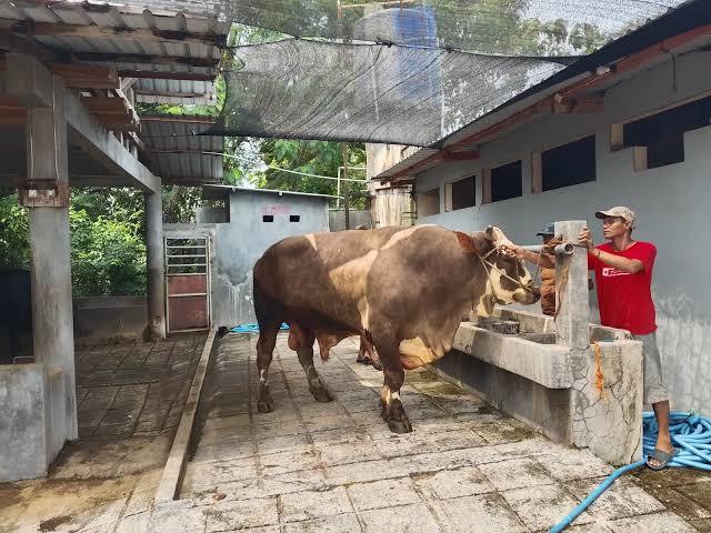 Hari Raya Idul Adha, Prabowo Membeli Sapi Lebih dari 1 Ton