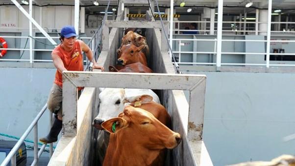 Gubernur Pramono Pastikan Stok Daging Aman dan Harga Stabil
