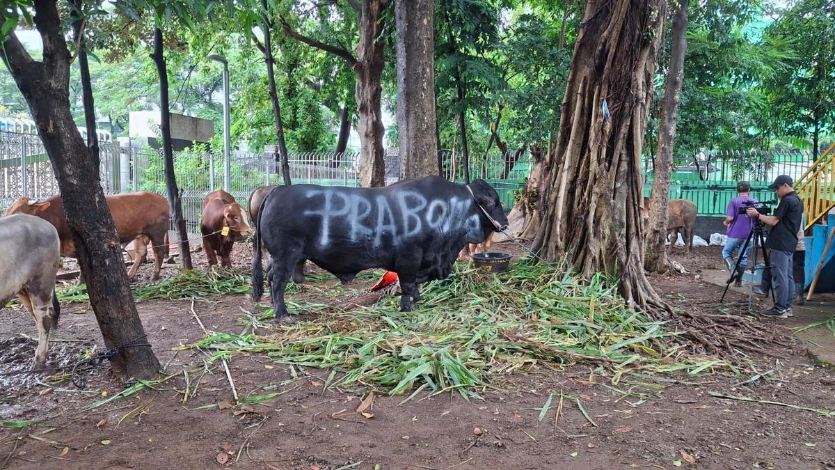 34 Sapi Kurban Presiden Disebar ke Seluruh Sumut, Peternak Lokal Jadi Andalan
