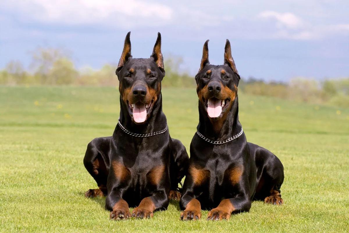 Benarkah Anjing K9 Digaji Rp15-19 Juta per Bulan? Ini Faktanya
