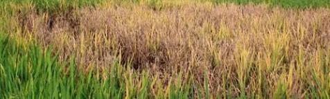 808 Hektare Sawah di Pandeglang Terdampak Kekeringan, Petani Terancam Rugi