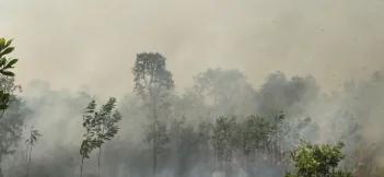  5 Pesawat TNI AU Dikerahkan ke Kalimantan, Pemerintah Perkuat Penanganan Karhutla