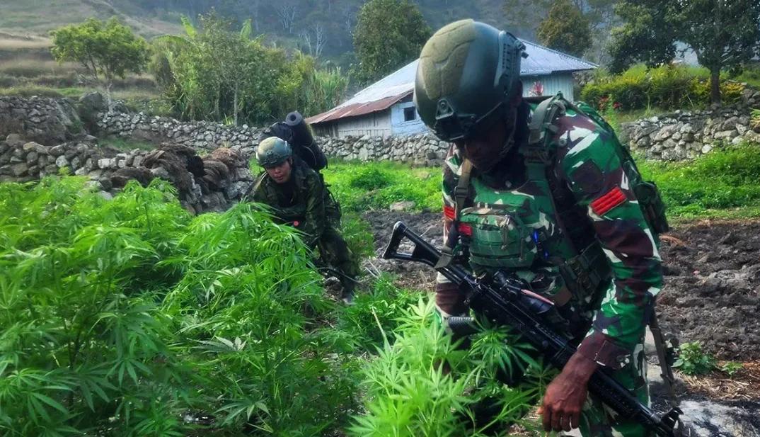 TNI Amankan 21.400 Batang Ganja Diduga Milik Kelompok OPM Papua