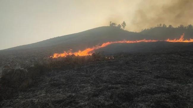 Bromo Kembali Terbakar, Api Melahap Kawasan Sabana Pengol