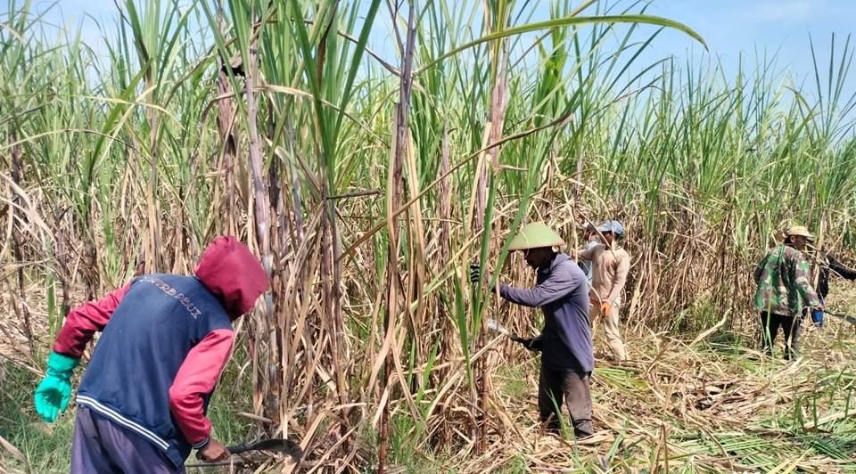 DPR Bentuk Panja Impor Gula Lindungi Petani Tebu