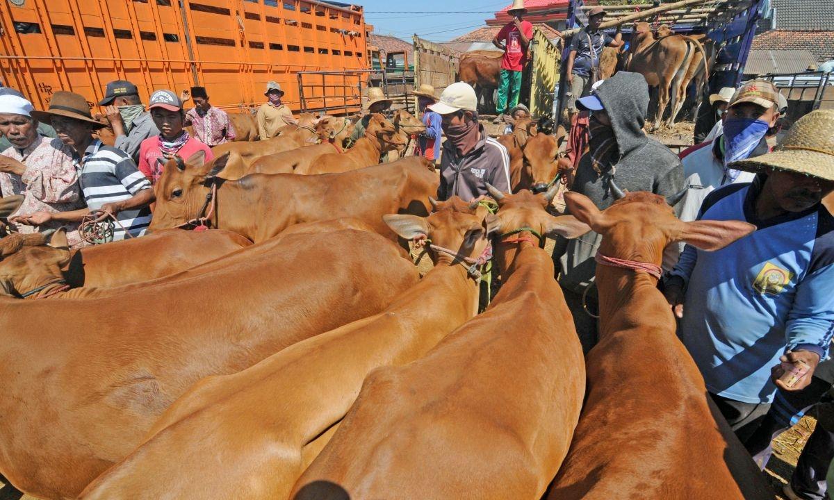 Peternak Bali Sulit Jual Sapi Kurban, Madura Kebanjiran Pesanan dari Kalimantan