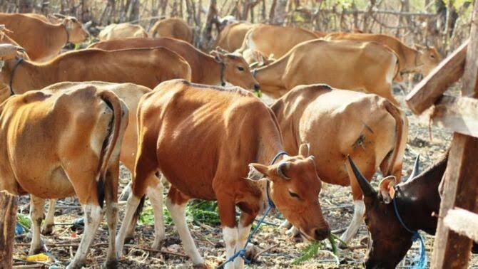 Peternak Sapi Sorong Merugi, Pasokan Sapi Luar Daerah Dominasi Pasar Kurban