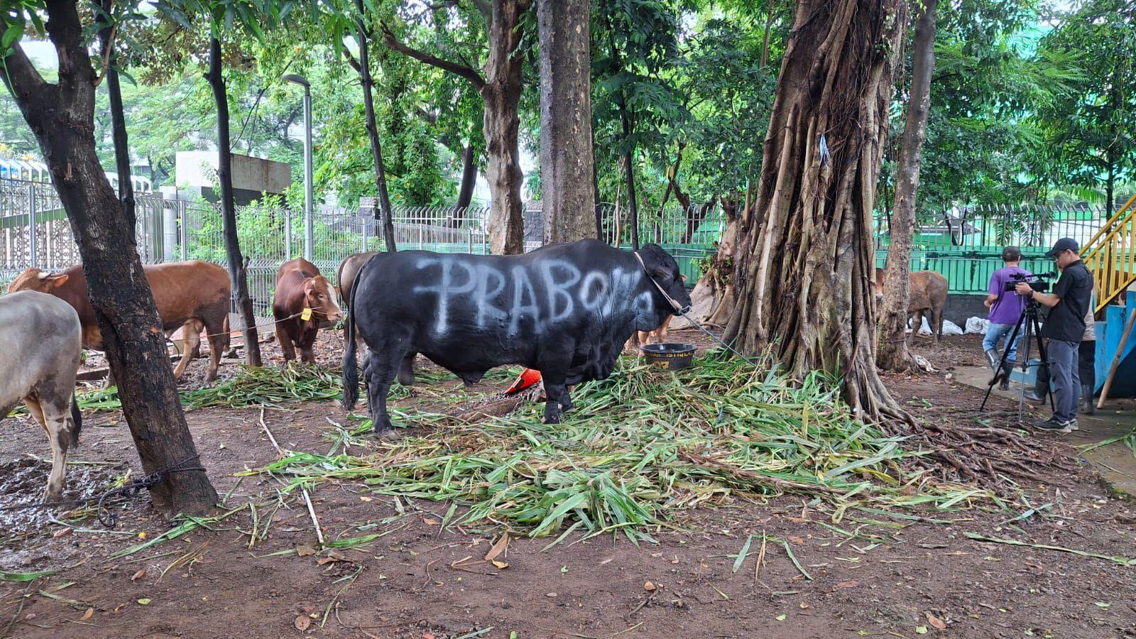 34 Sapi Kurban Presiden Disebar ke Seluruh Sumut, Peternak Lokal Jadi Andalan