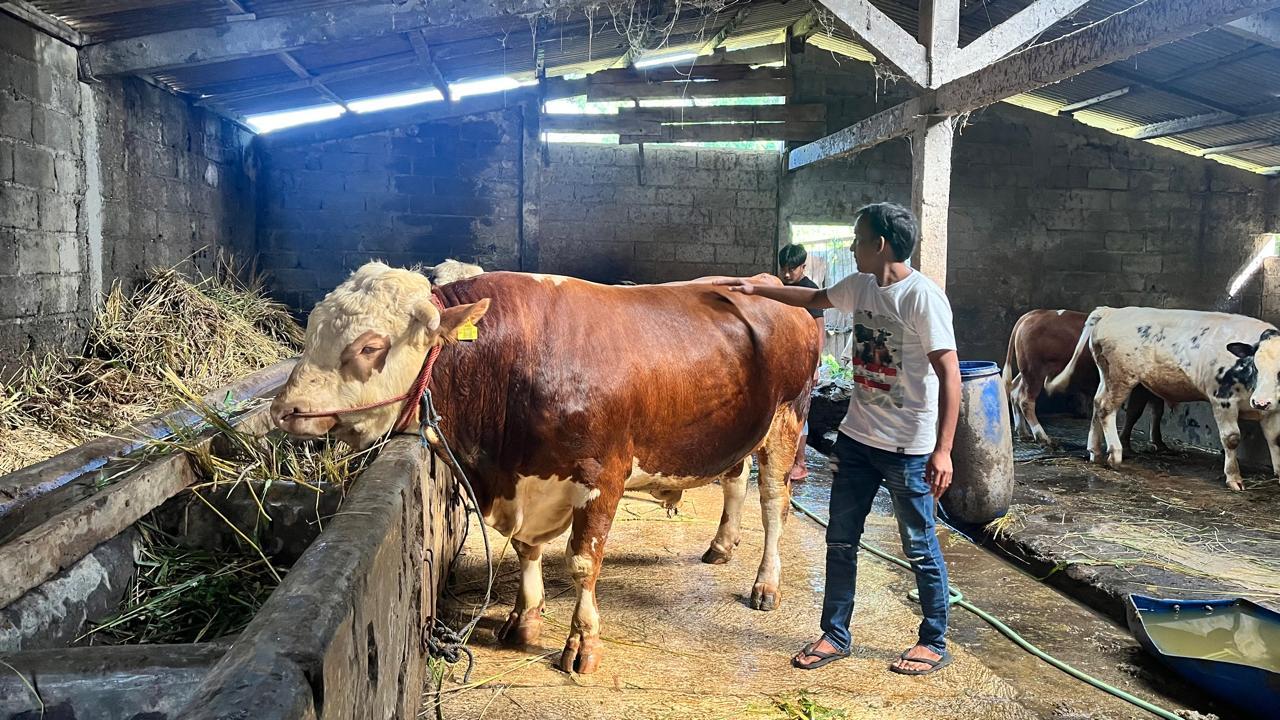 DKI Perketat Pengawasan, Tiga Provinsi Ini Jadi Pemasok Terbesar Hewan Kurban