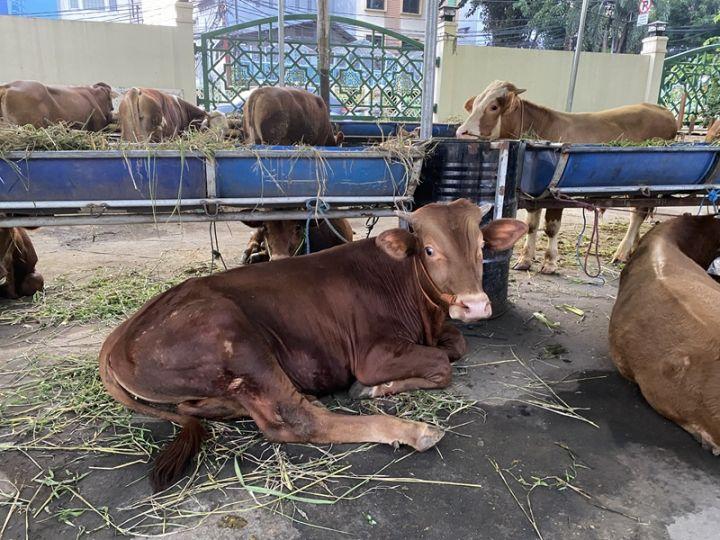 NTT Dominasi Pasokan Sapi Kurban Nasional, Distribusi Naik 70 Persen Jelang Idul Adha