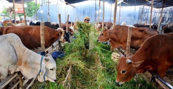 Guru Besar Peternakan UMM Bagikan Cara Memilih Hewan Kurban