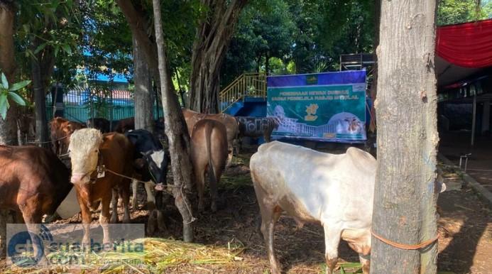 Idul Adha 2026 di Masjid Istiqlal: 63 Sapi, 12 Kambing, dan 1 Domba Siap Dikurbankan, Distribusi Daging Kini Lebih Tertib - Foto 1