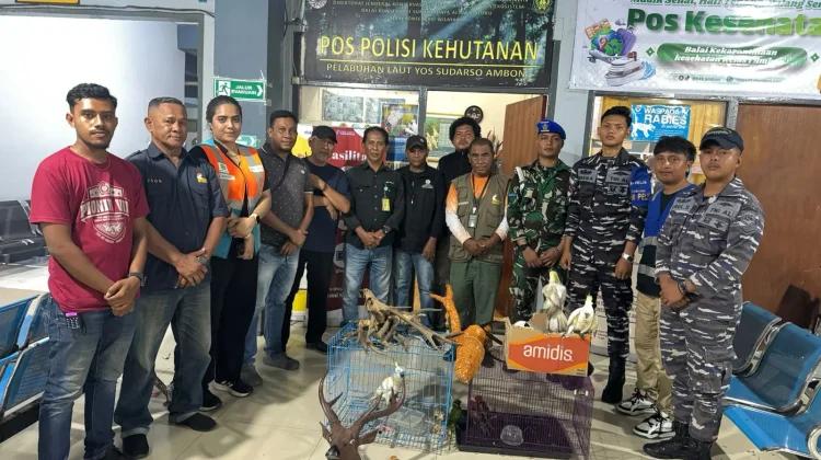 Aparat Pelabuhan Ambon Gagalkan Penyelundupan Satwa Dilindungi