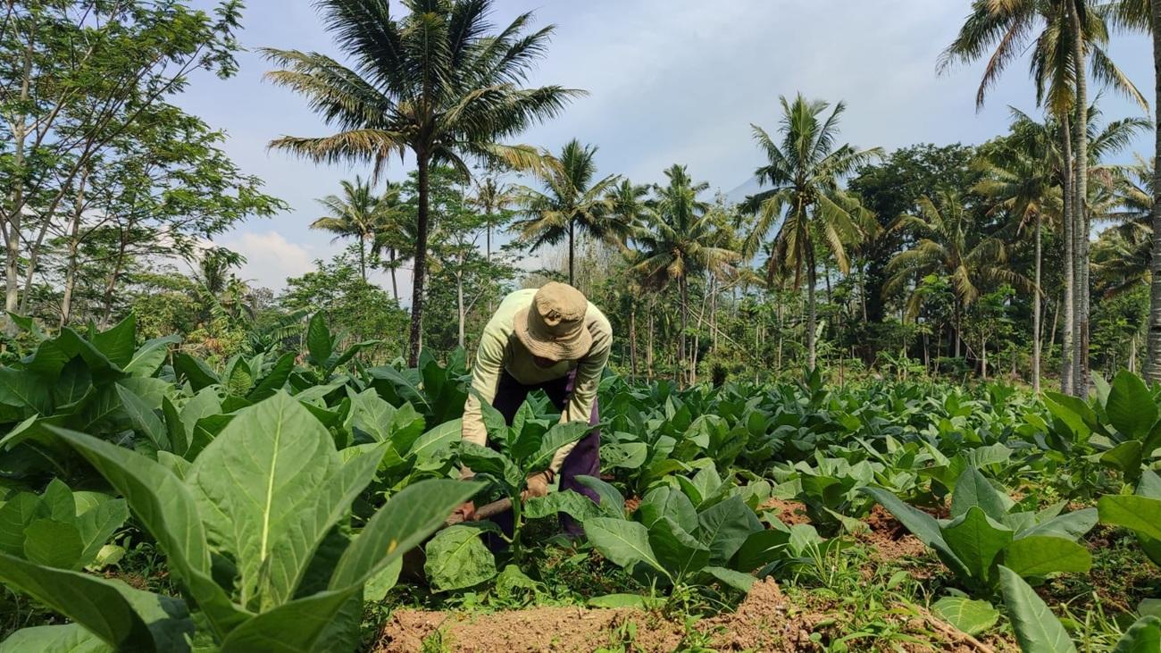 DPR Minta Penerapan PP 28/2024 Dikaji agar Tak Rugikan Petani Tembakau
