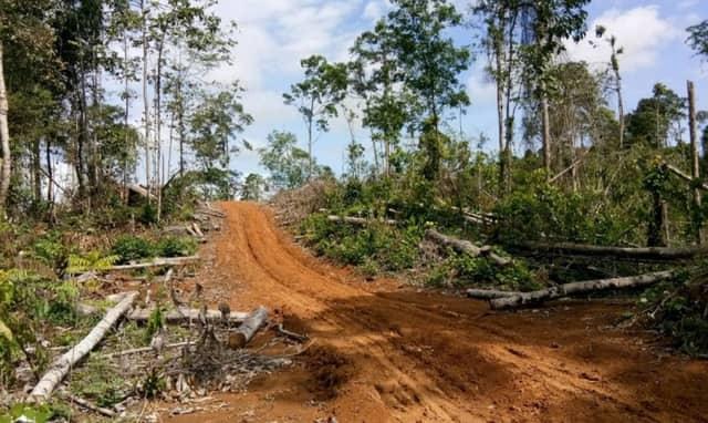Kemenhut Jerat PT GTP sebagai Tersangka Korporasi, Dugaan Perusakan Hutan Lindung Batam Diusut Tuntas
