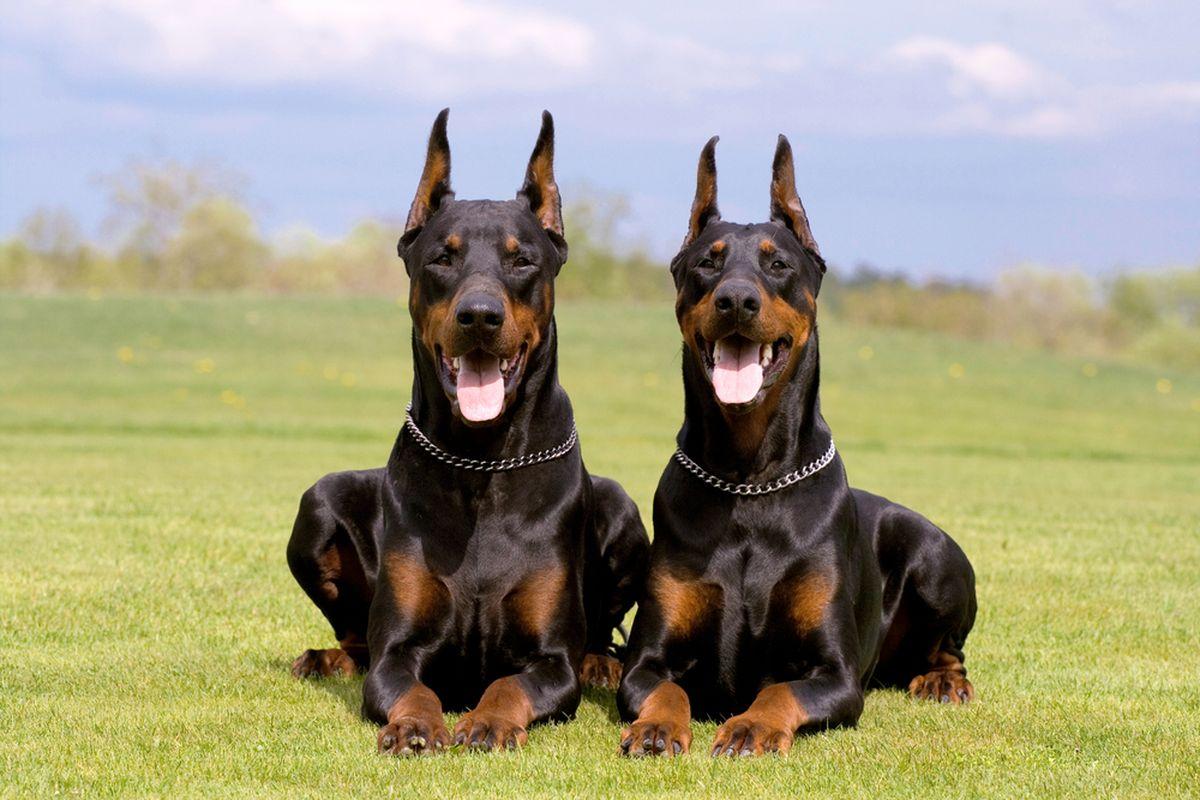 Benarkah Anjing K9 Digaji Rp15-19 Juta per Bulan? Ini Faktanya