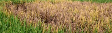 808 Hektare Sawah di Pandeglang Terdampak Kekeringan, Petani Terancam Rugi