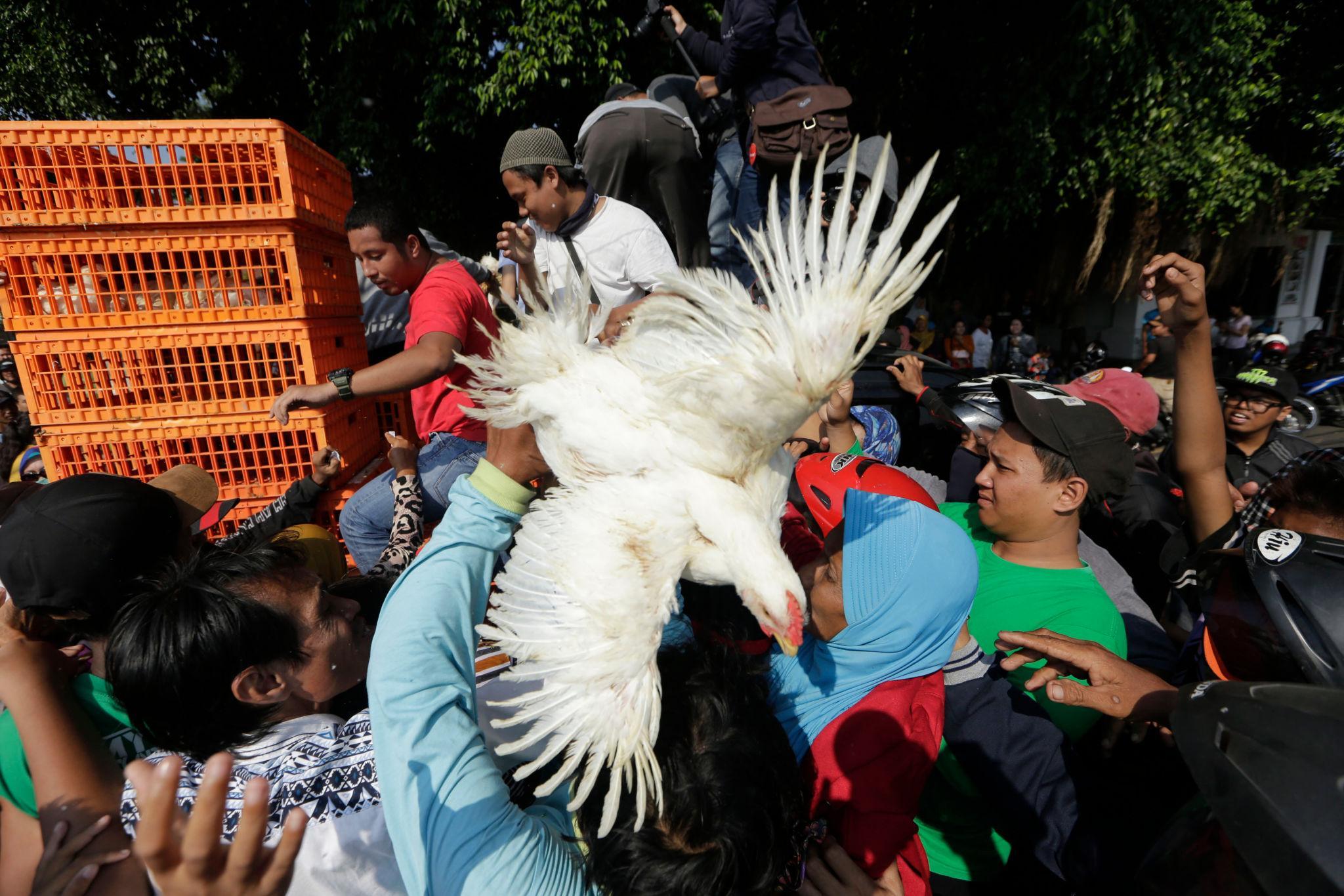 Harga Telur Anjlok, Peternak Bagi-bagi 1.600 Ayam Gratis di Malioboro - Foto 1