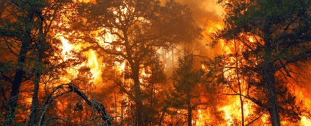 Lagi-lagi Karhutla di Tengah Kemarau, Warga Bakar Pohon untuk Usir Nyamuk