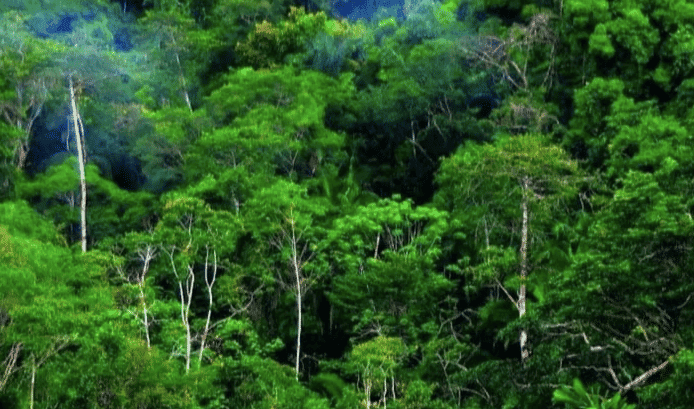 Prabowo Setujui Penambahan 21 Ribu Polhut untuk Perkuat Pengamanan Hutan