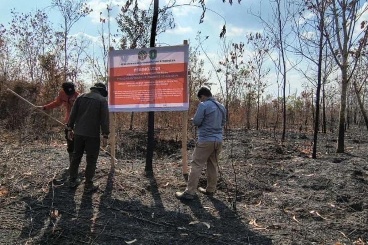 Kemenhut Berikan Sanksi kepada Enam Perusahaan, Musabab Karhutla Kalimantan