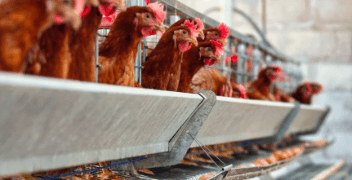 Kementan Perketat Distribusi Bibit Ayam Petelur, Peternak Rakyat Jadi Prioritas