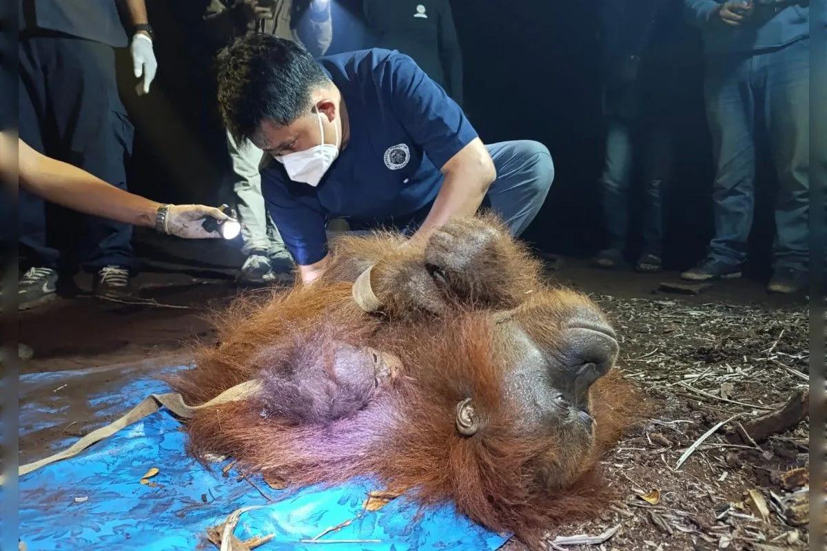 Bertahan di Tengah Karhutla, Induk dan Anak Orangutan Diselamatkan BKSDA Kalteng