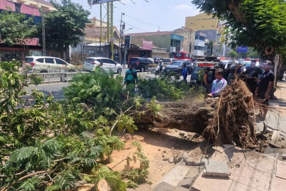 Pohon Tumbang di Jalan Pandanaran Semarang Jawa Tengah, Dua Pemotor Tewas