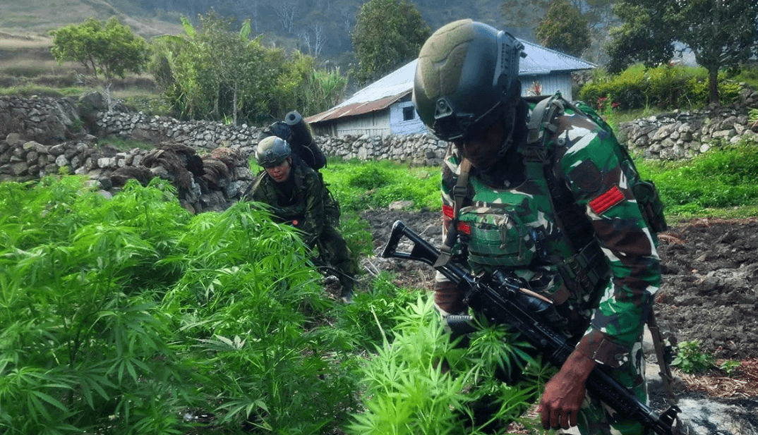 TNI Amankan 21.400 Batang Ganja Diduga Milik Kelompok OPM Papua