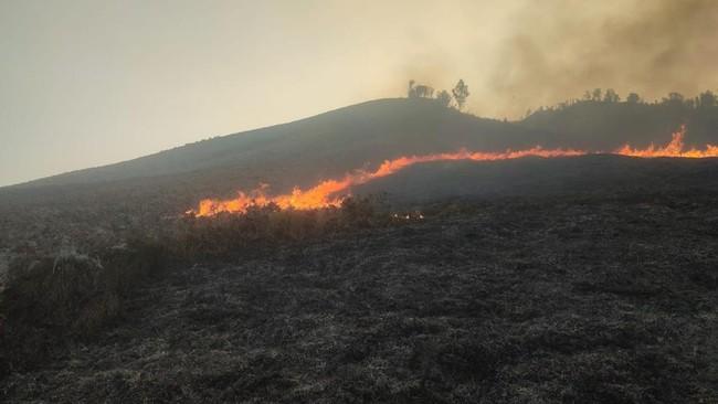 Bromo Kembali Terbakar, Api Melahap Kawasan Sabana Pengol