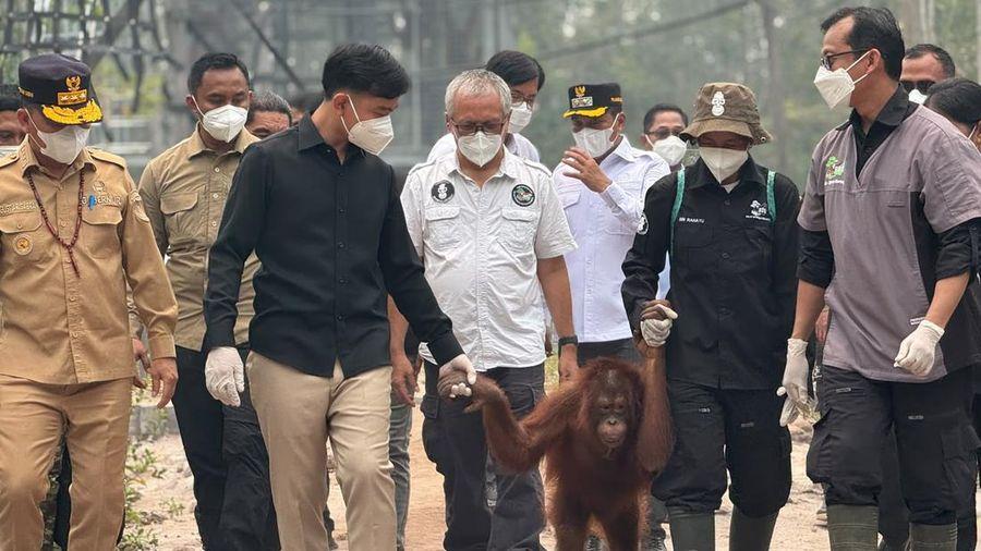 Gibran Gandeng Orangutan di Tengah Karhutla Kalteng, Pastikan Satwa Ikut Diselamatkan