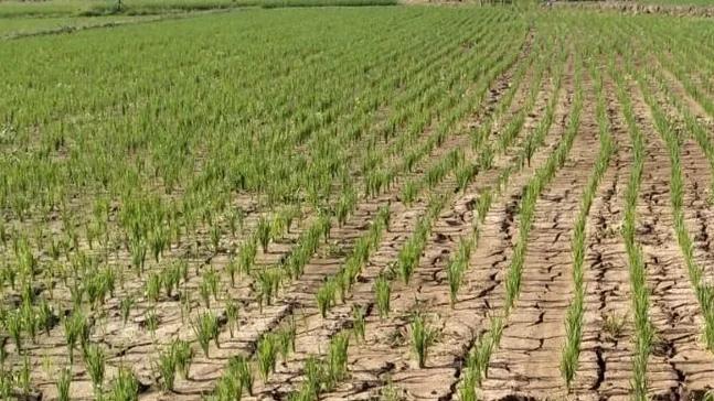 3.600 Hektare Sawah Terancam Kekeringan, Rejang Lebong Ajukan 64 Pompa Air