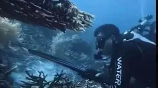 Buru dan santap penyu sisik di Raja Ampat, WNA terancam 15 tahun penjara