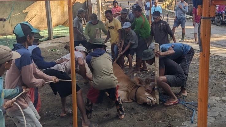 Melaksanakan Ibadah Kurban, Apakah Tidak Boleh Potong Rambut dan Kuku sampai Hewan Kurban Disembelih?